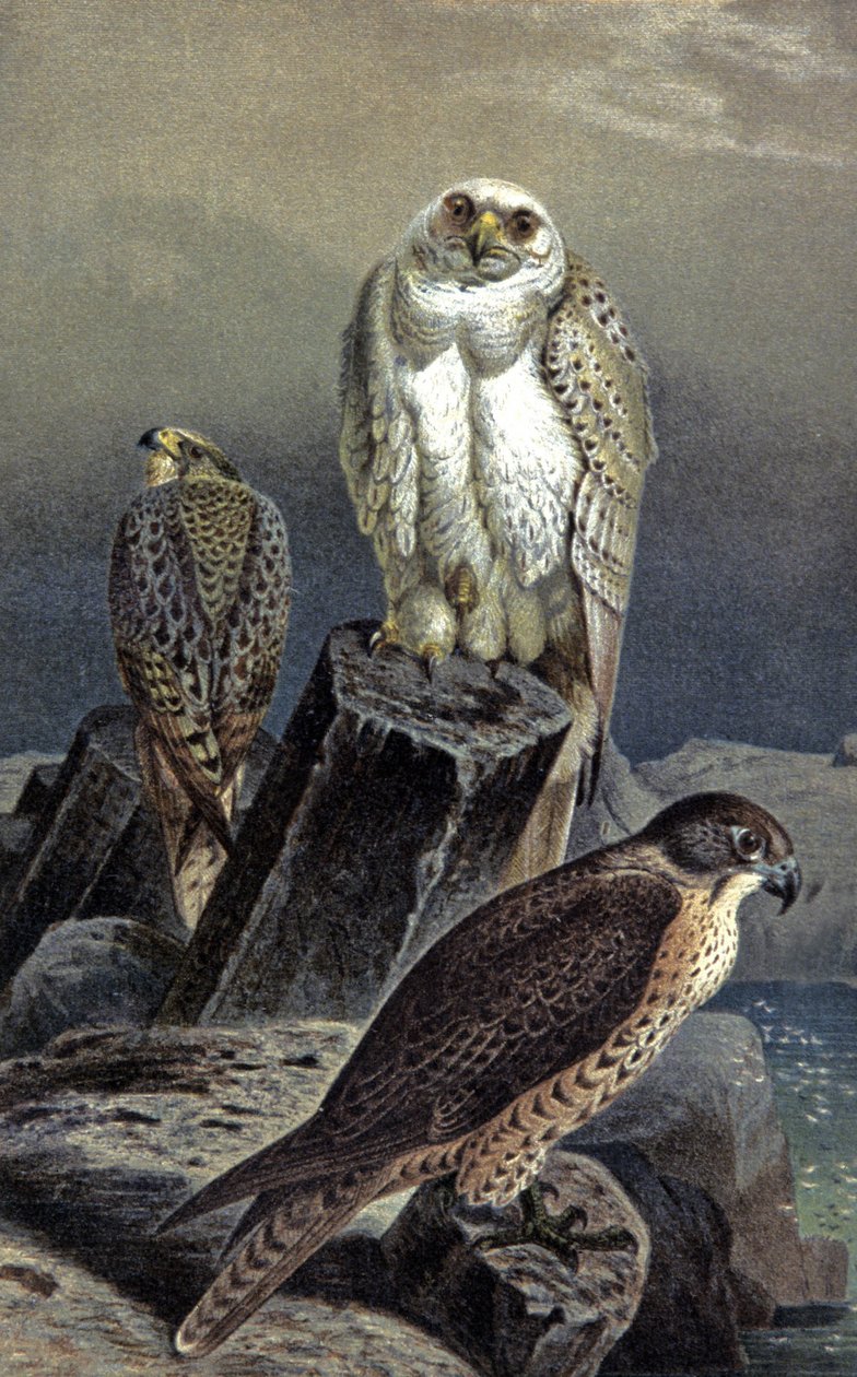 Jaktfalk, ca. 1910 (illustrasjon) av Wilhelm Kuhnert