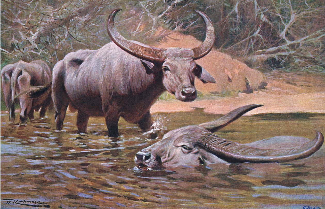 Indian Buffalo, fra Wildlife of the World utgitt av Frederick Warne & Co, ca. 1900 av Wilhelm Kuhnert