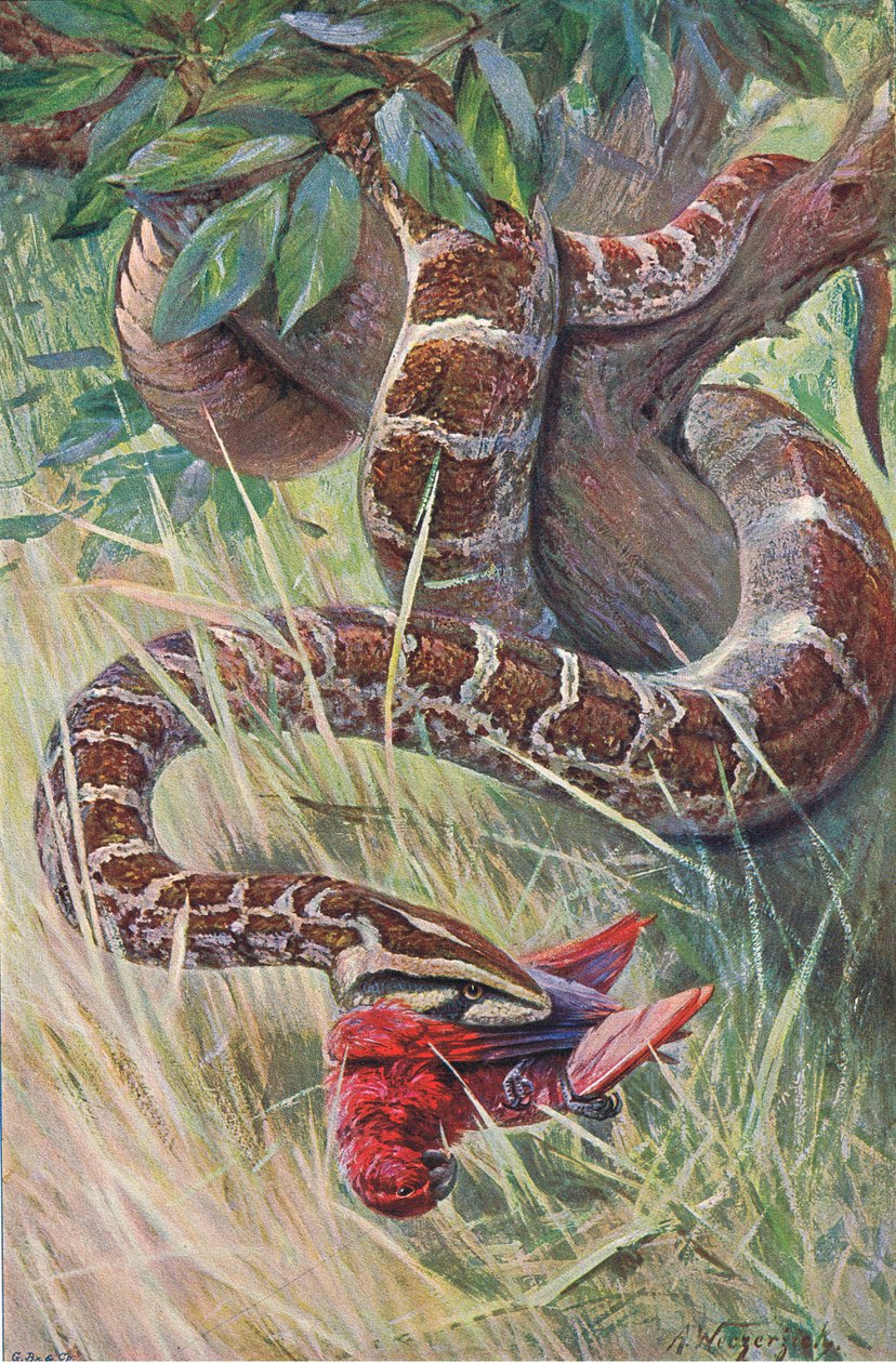 Indian Python, fra Wildlife of the World utgitt av Frederick Warne & Co, ca. 1900 av Wilhelm Kuhnert