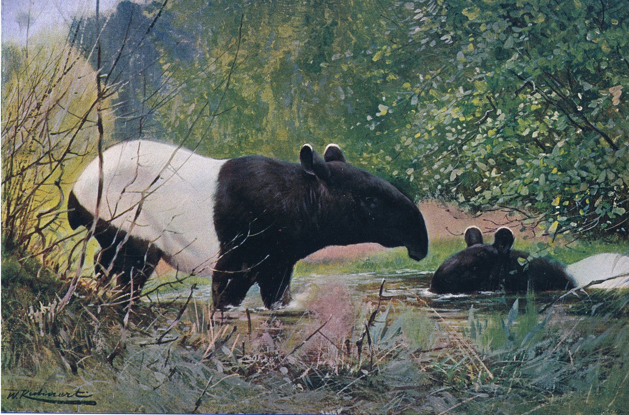 Indian Tapir, fra Wildlife of the World utgitt av Frederick Warne & Co, ca. 1900 av Wilhelm Kuhnert