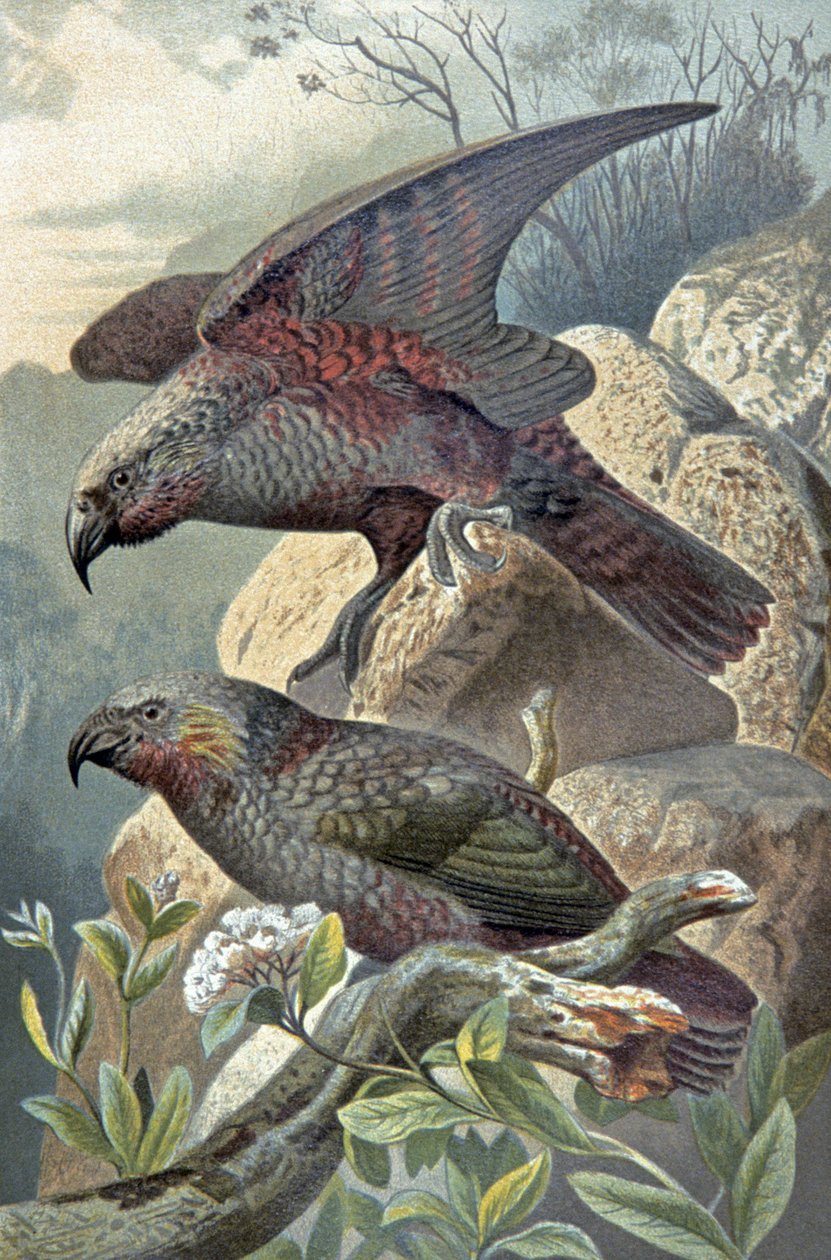 Kea, Nestor bemerkelsesverdig, ca. 1910 (illustrasjon) av Wilhelm Kuhnert