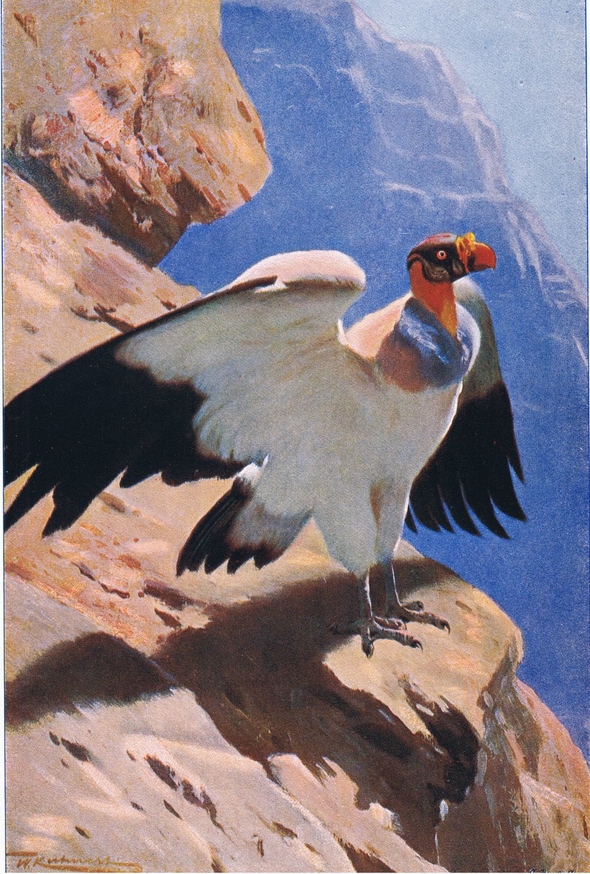 King Vulture, fra Wildlife of the World utgitt av Frederick Warne & Co, ca. 1900 av Wilhelm Kuhnert