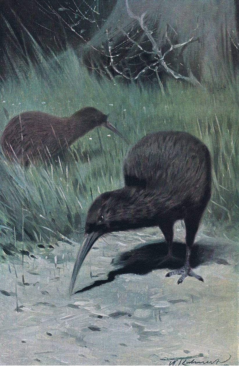 Kiwi, illustrasjon fra Wildlife of the World, ca. 1910 av Wilhelm Kuhnert