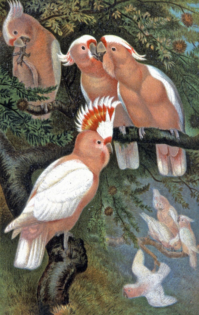 Leadbeater's Cockatoo, ca. 1910 (illustrasjon) av Wilhelm Kuhnert