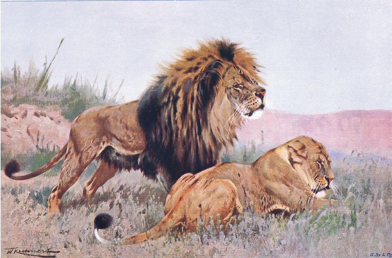 Lion and Lioness, illustrasjon fra Wildlife of the World, ca. 1910 av Wilhelm Kuhnert