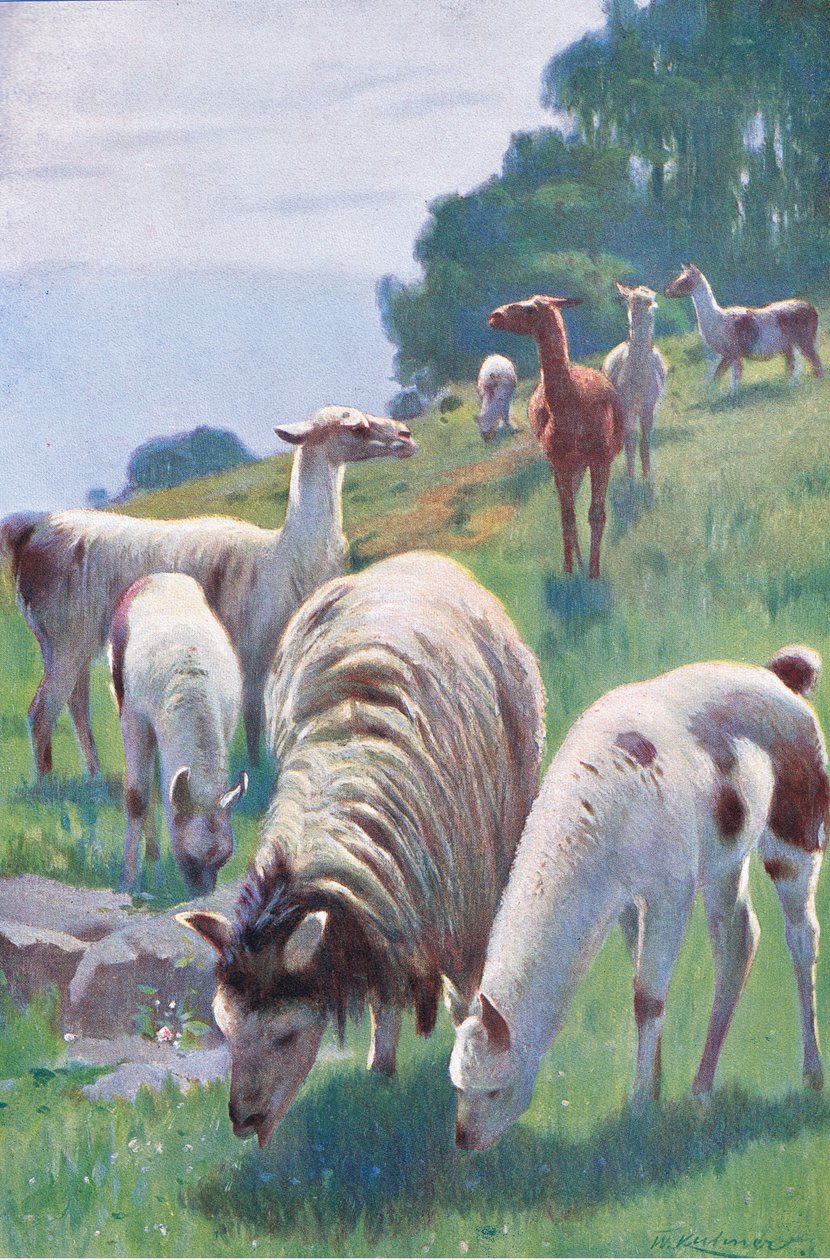 Llama, fra Wildlife of the World utgitt av Frederick Warne & Co, ca. 1900 av Wilhelm Kuhnert