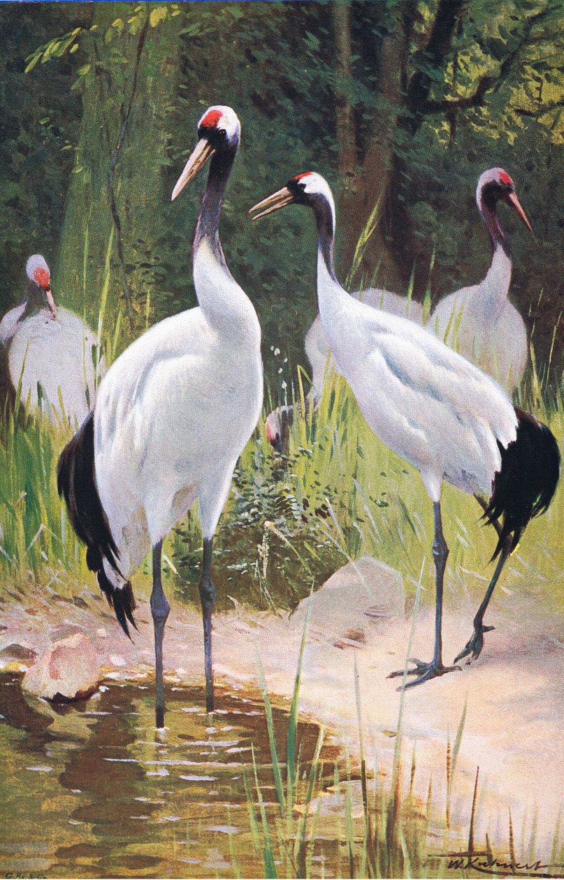 Manchurian Crane, fra Wildlife of the World utgitt av Frederick Warne & Co, ca. 1900 av Wilhelm Kuhnert