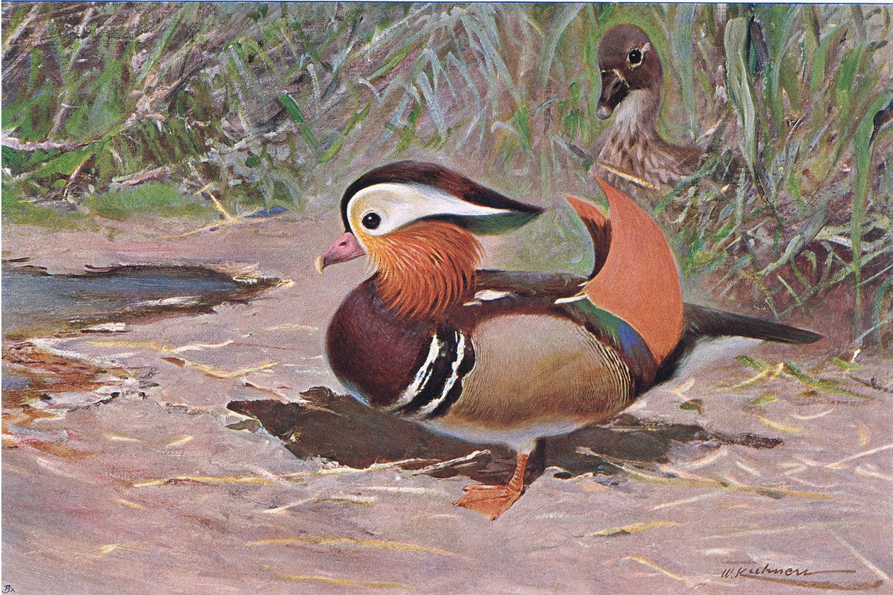 Mandarin Duck, fra Wildlife of the World utgitt av Frederick Warne & Co, ca. 1900 av Wilhelm Kuhnert