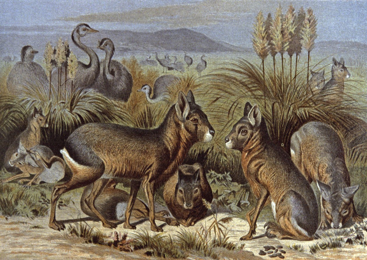 Mara eller Patagonia Hare av Wilhelm Kuhnert