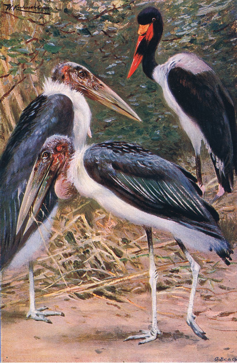 Marabou og Jabiru, illustrasjon fra Wildlife of the World, ca. 1910 av Wilhelm Kuhnert