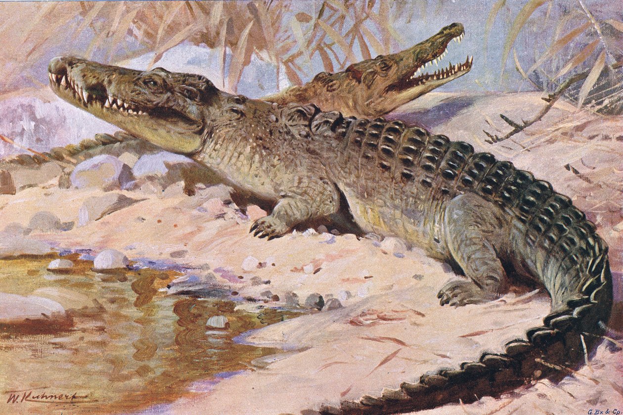 Nile Crocodile, illustrasjon fra Wildlife of the World, ca. 1910 av Wilhelm Kuhnert