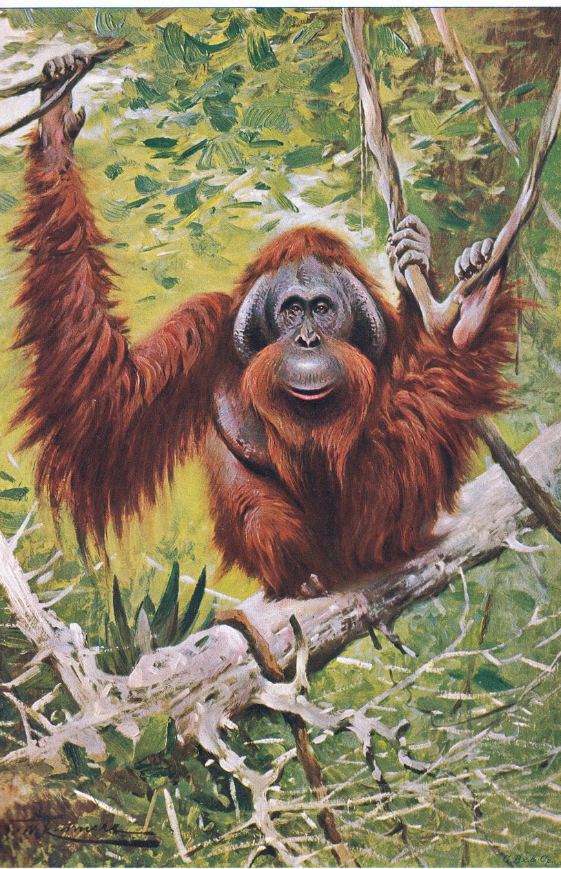 Orang, fra Wildlife of the World utgitt av Frederick Warne & Co, ca. 1900 av Wilhelm Kuhnert