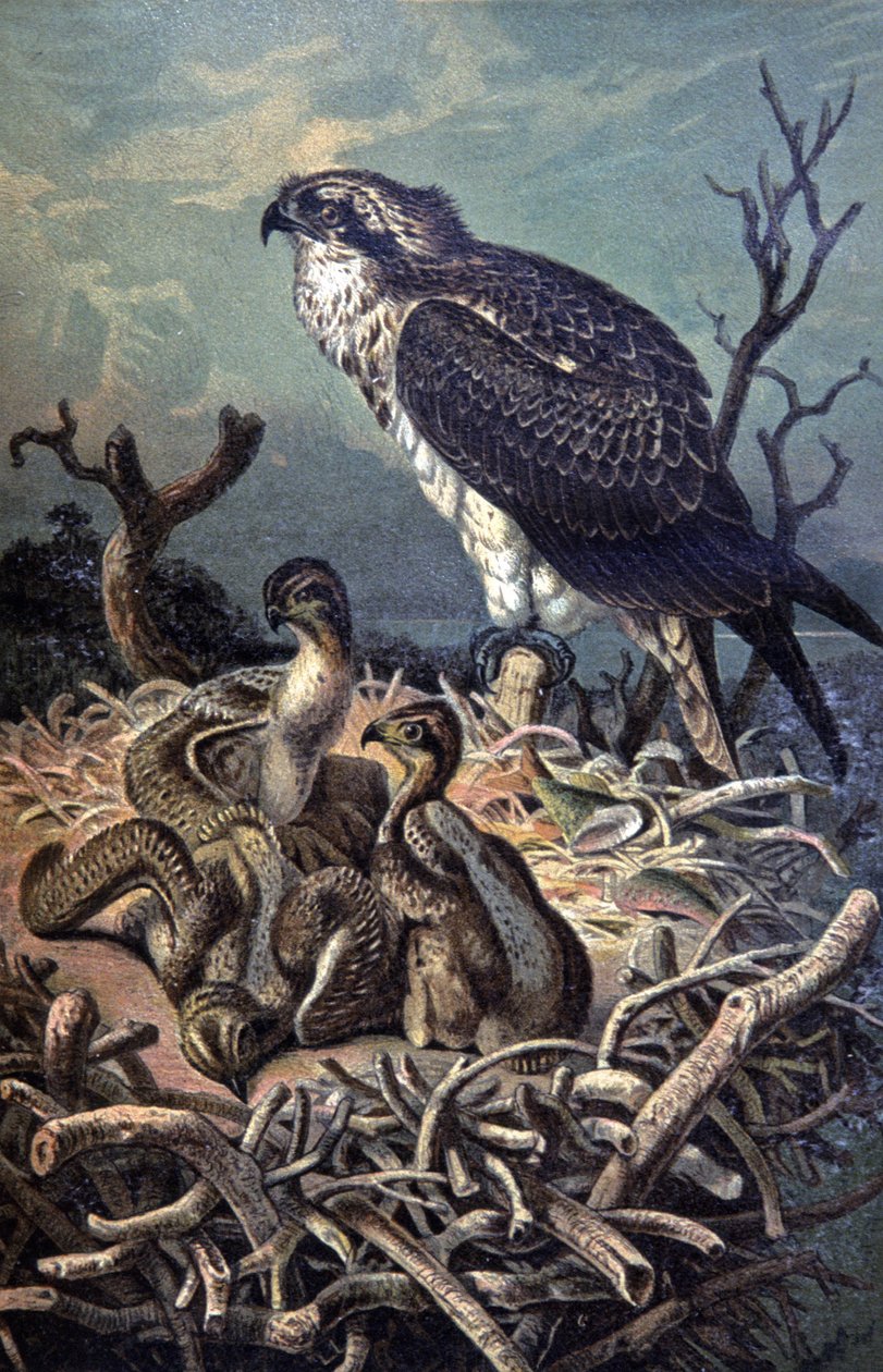 Osprey, ca. 1910 (illustrasjon) av Wilhelm Kuhnert