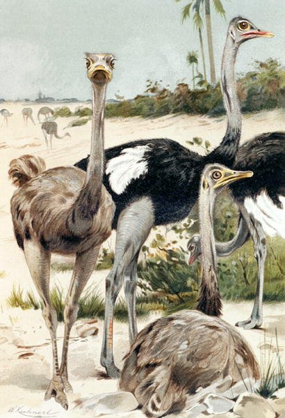 Struts, tallerken fra "Brehms Tierleben: Allgemeine Kunde des Tierreichs", vol.6, s.691, utgitt av Bibliographisches Institut av Wilhelm Kuhnert