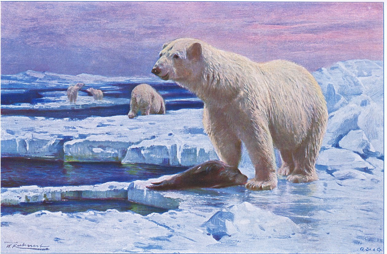 Isbjørn, fra Wildlife of the World utgitt av Frederick Warne & Co, ca. 1900 av Wilhelm Kuhnert