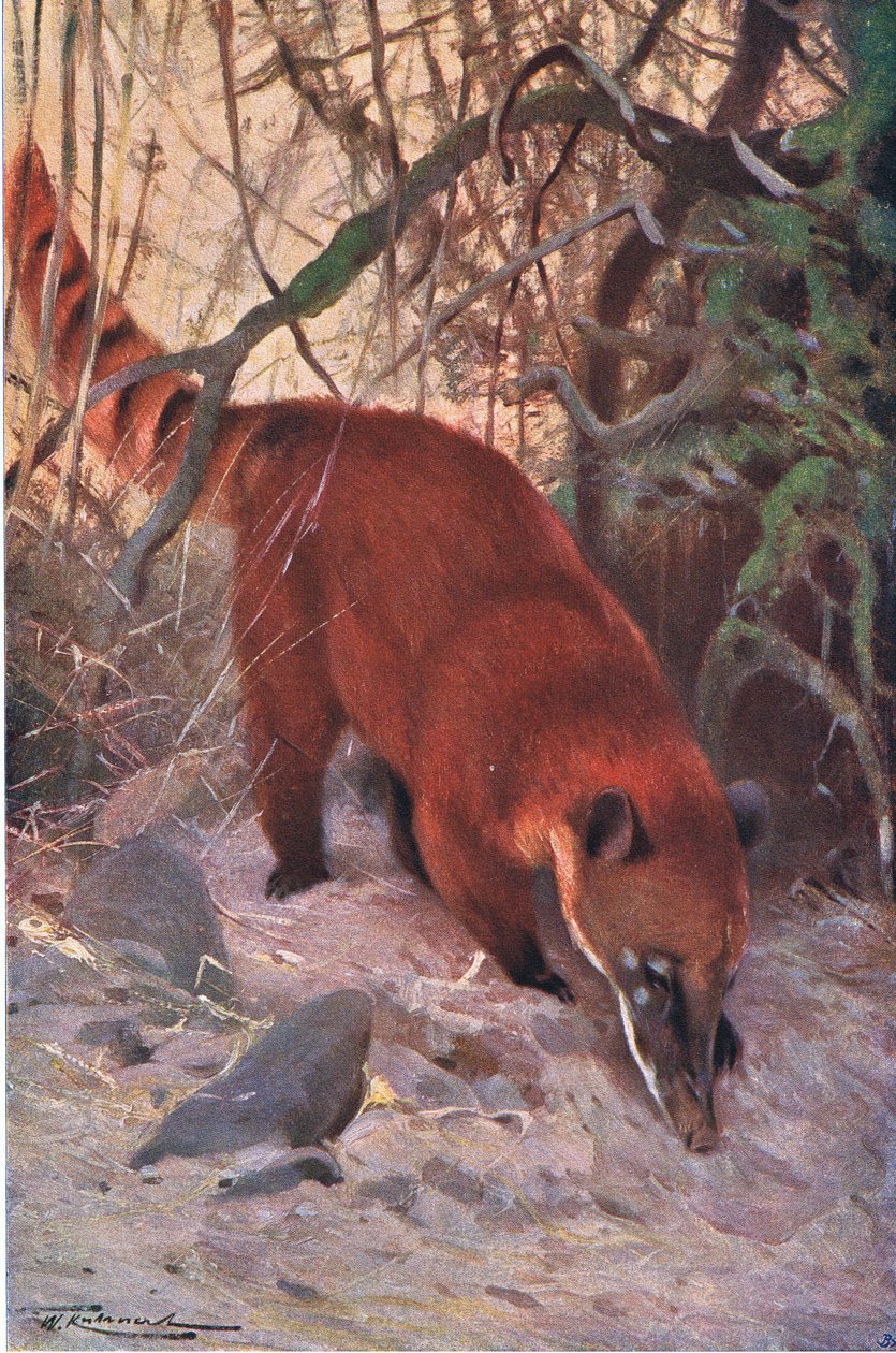 Red Coati, fra Wildlife of the World utgitt av Frederick Warne & Co, ca. 1900 av Wilhelm Kuhnert