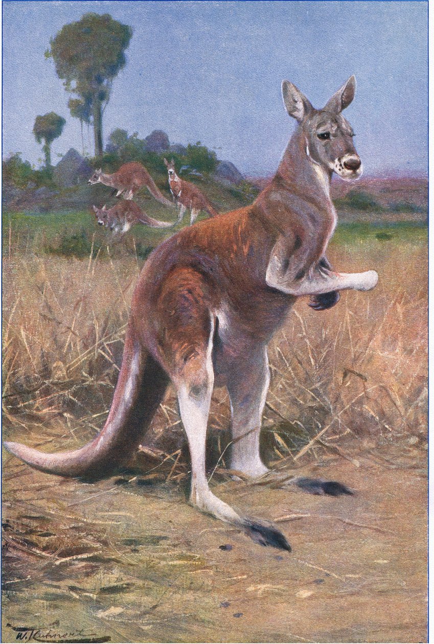 Rød kenguru, illustrasjon fra Wildlife of the World, ca. 1910 av Wilhelm Kuhnert