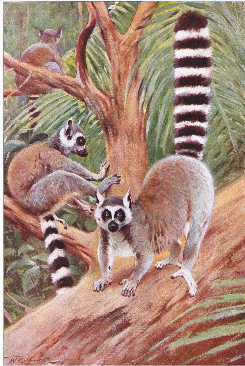Ringhalelemur, illustrasjon fra Wildlife of the World, ca. 1910 av Wilhelm Kuhnert