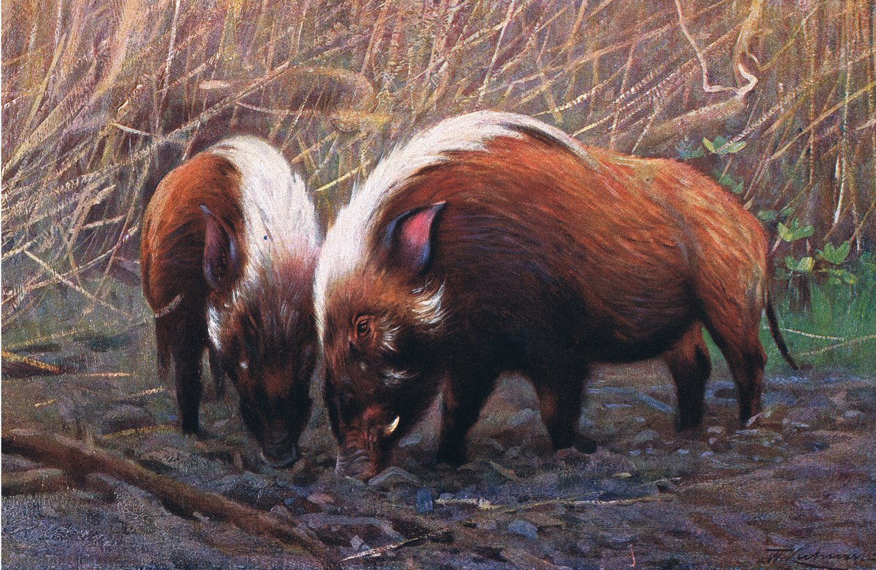 River Hog, illustrasjon fra Wildlife of the World, ca. 1910 av Wilhelm Kuhnert