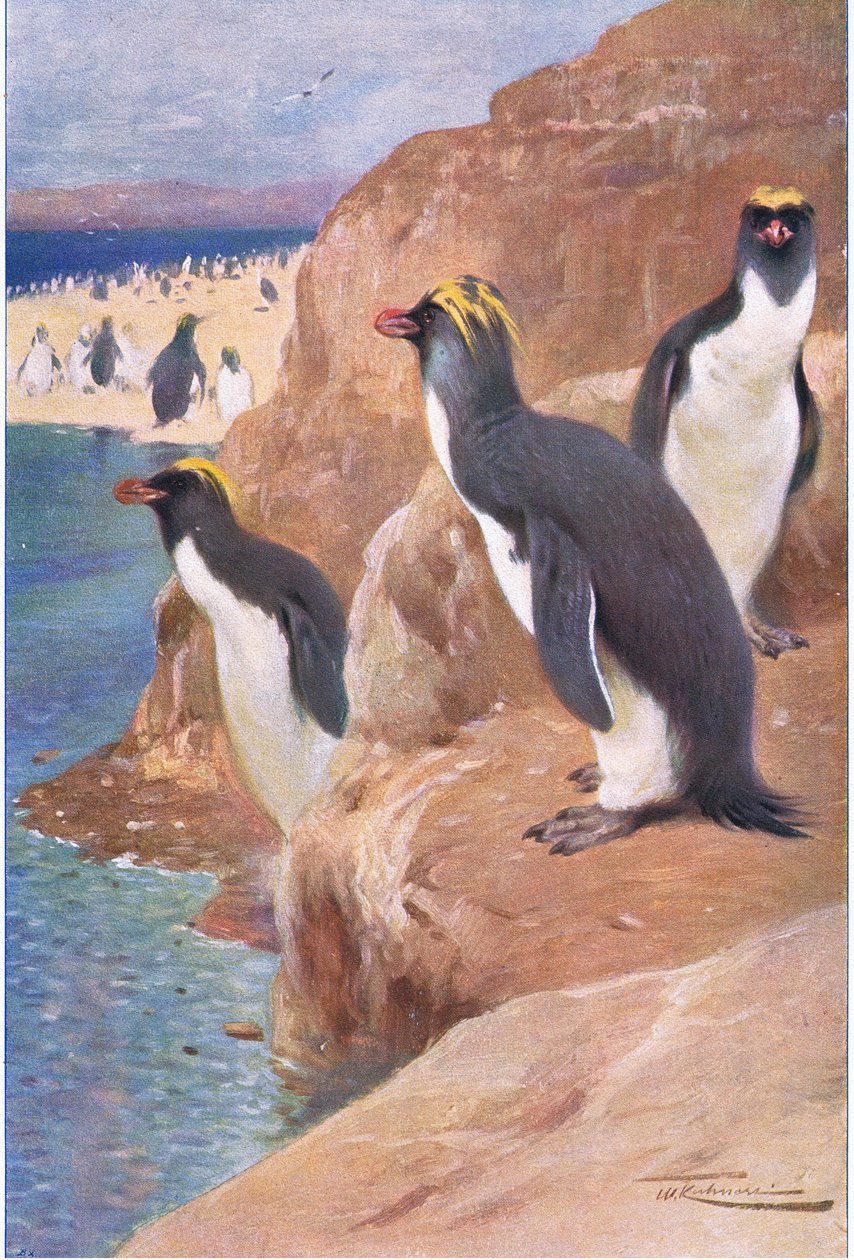 Rock Penguin, illustrasjon fra Wildlife of the World, ca. 1910 av Wilhelm Kuhnert