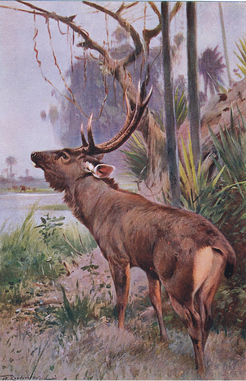 Sambar, fra Wildlife of the World utgitt av Frederick Warne & Co, ca. 1900 av Wilhelm Kuhnert