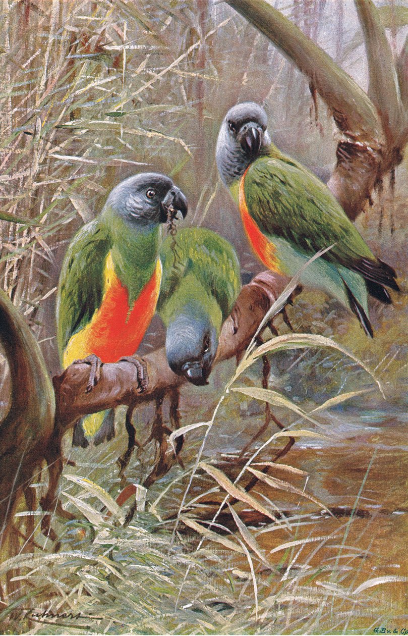 Senegal papegøye, illustrasjon fra Wildlife of the World, ca. 1910 av Wilhelm Kuhnert