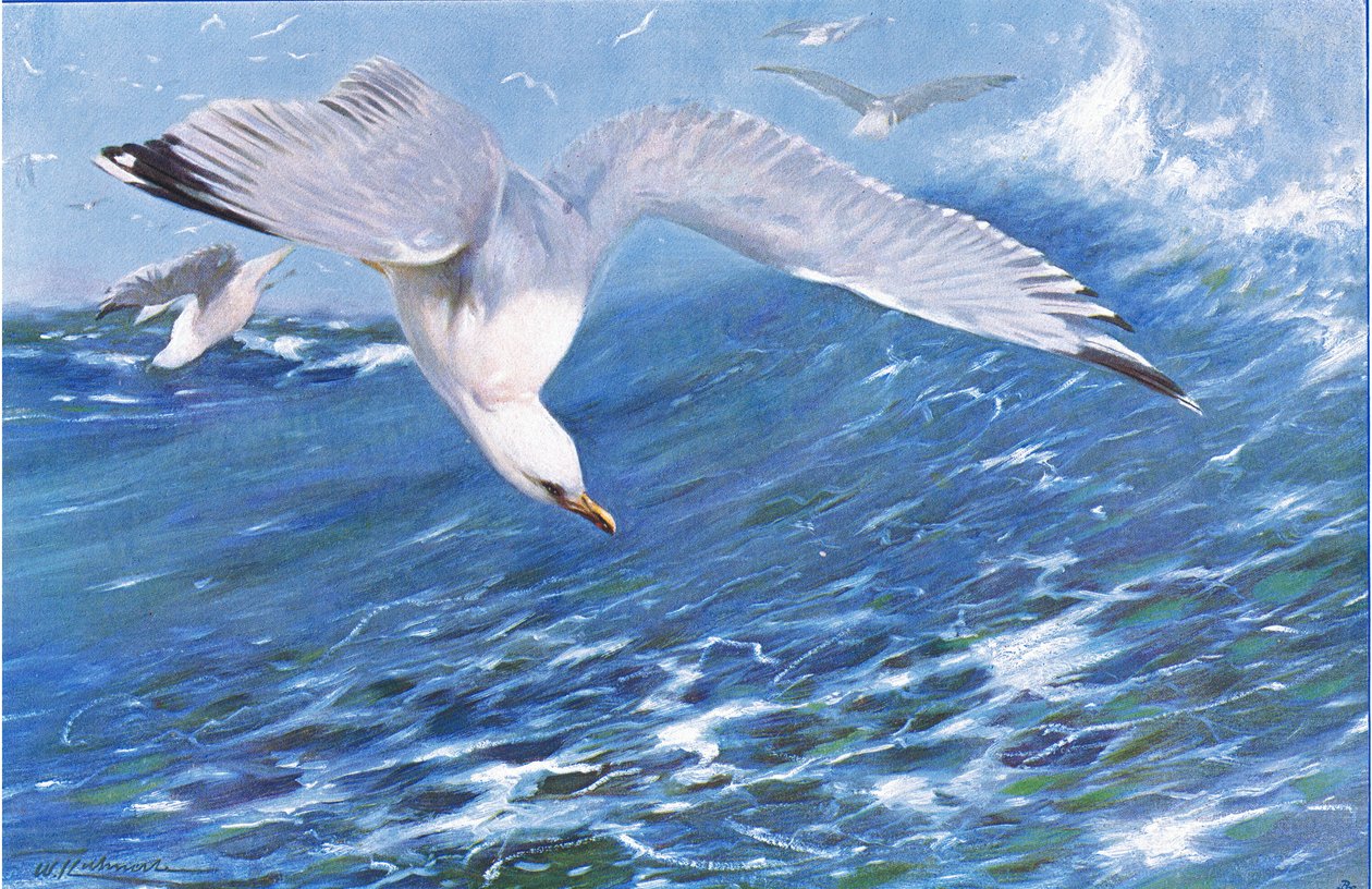 Silver Gull, fra Wildlife of the World utgitt av Frederick Warne & Co, ca. 1900 av Wilhelm Kuhnert