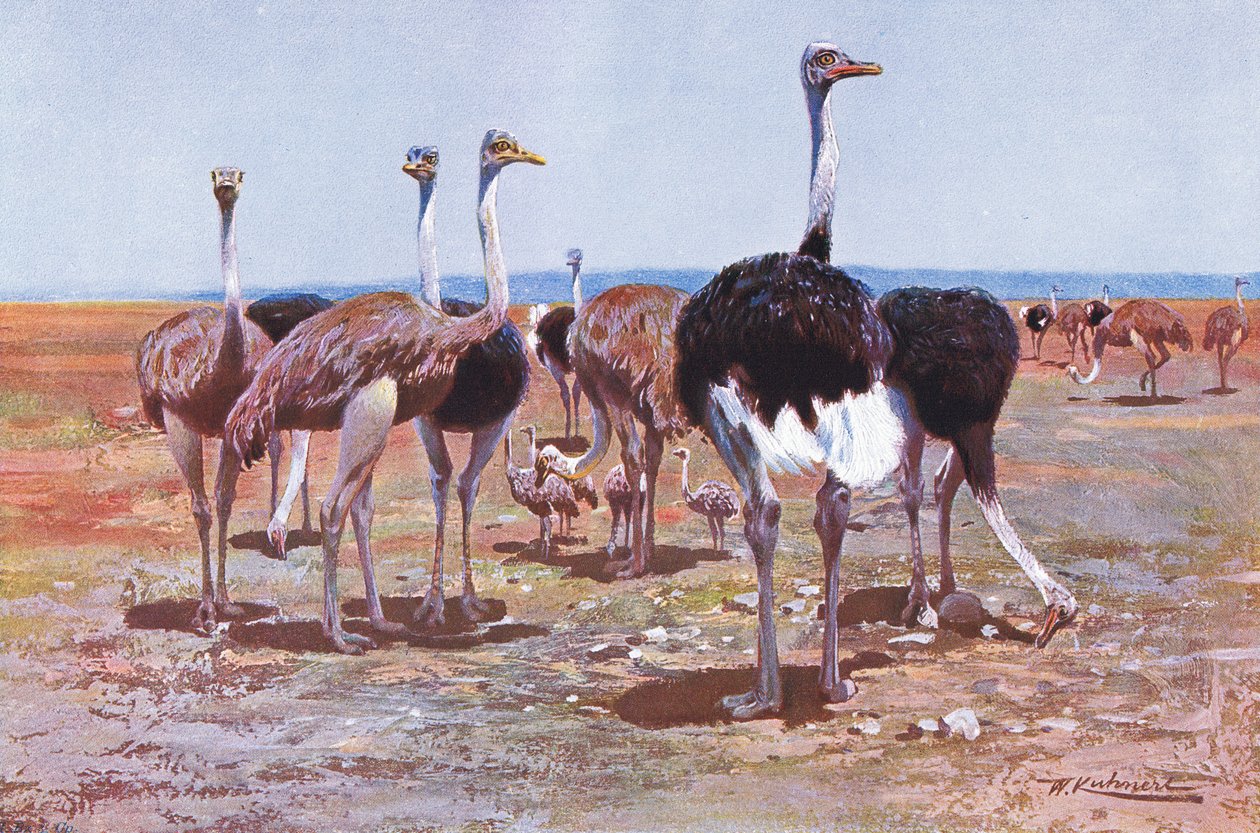 Somalisk struts, illustrasjon fra Wildlife of the World, ca. 1910 av Wilhelm Kuhnert