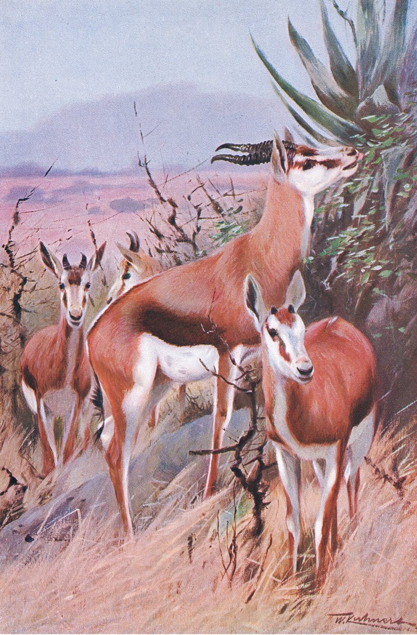 Springbok, illustrasjon fra Wildlife of the World, ca. 1910 av Wilhelm Kuhnert