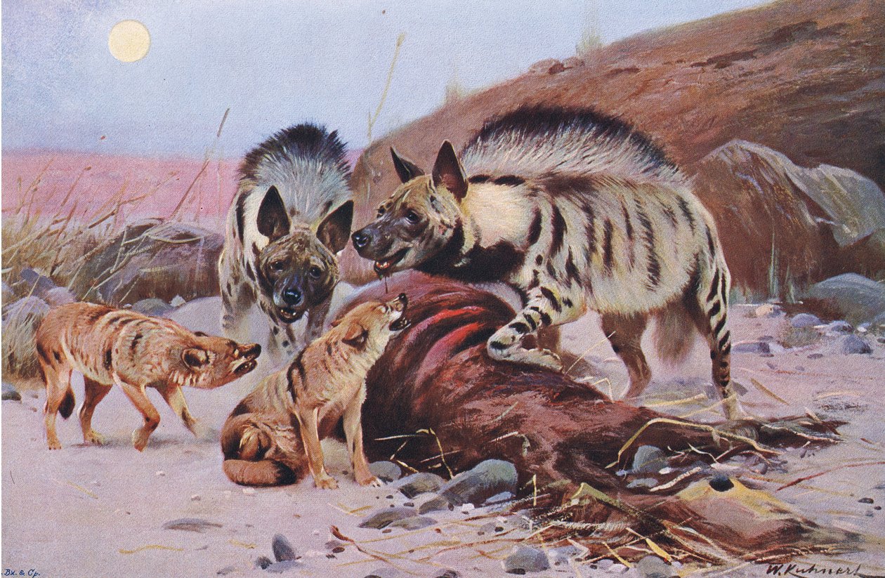 Striped Hyena and Jackal, fra Wildlife of the World utgitt av Frederick Warne & Co, ca. 1900 av Wilhelm Kuhnert