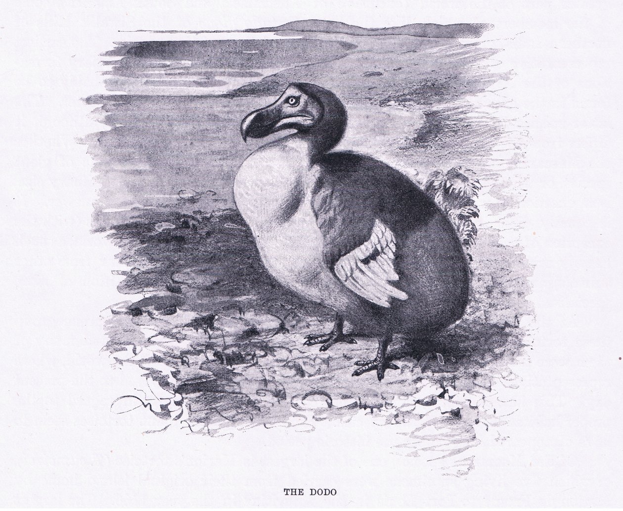 The Dodo, illustrasjon fra Wildlife of the World, ca. 1910 av Wilhelm Kuhnert