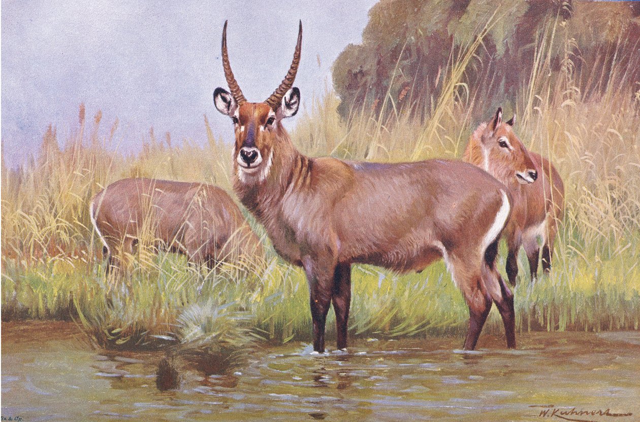 Water Buck, illustrasjon fra Wildlife of the World, ca. 1910 av Wilhelm Kuhnert