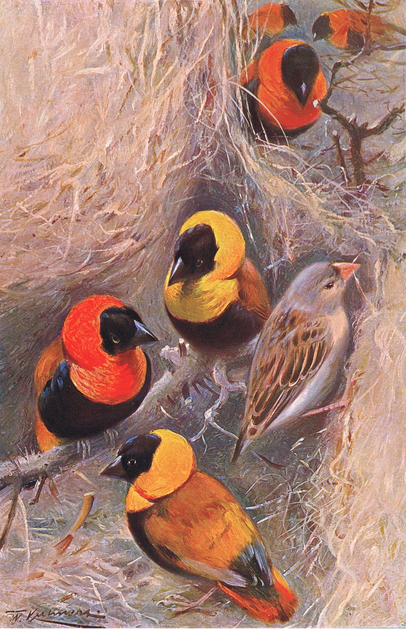 Weaver Birds, illustrasjon fra Wildlife of the World, ca. 1910 av Wilhelm Kuhnert