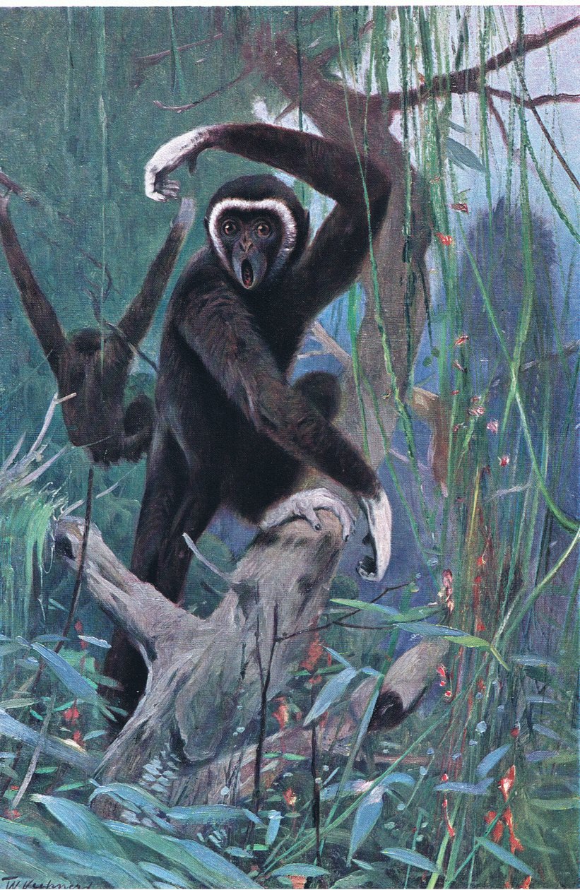 White-Handed Gibbon, fra Wildlife of the World utgitt av Frederick Warne & Co, ca. 1900 av Wilhelm Kuhnert