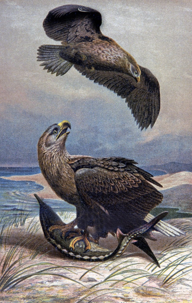 Havørn, ca. 1910 (illustrasjon) av Wilhelm Kuhnert