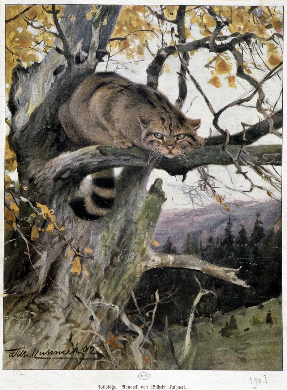 Villkatt - Akvarell av Wilhelm Ruhnert av Wilhelm Kuhnert