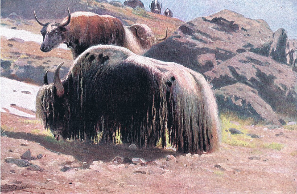 Yak, fra Wildlife of the World utgitt av Frederick Warne & Co, ca. 1900 av Wilhelm Kuhnert