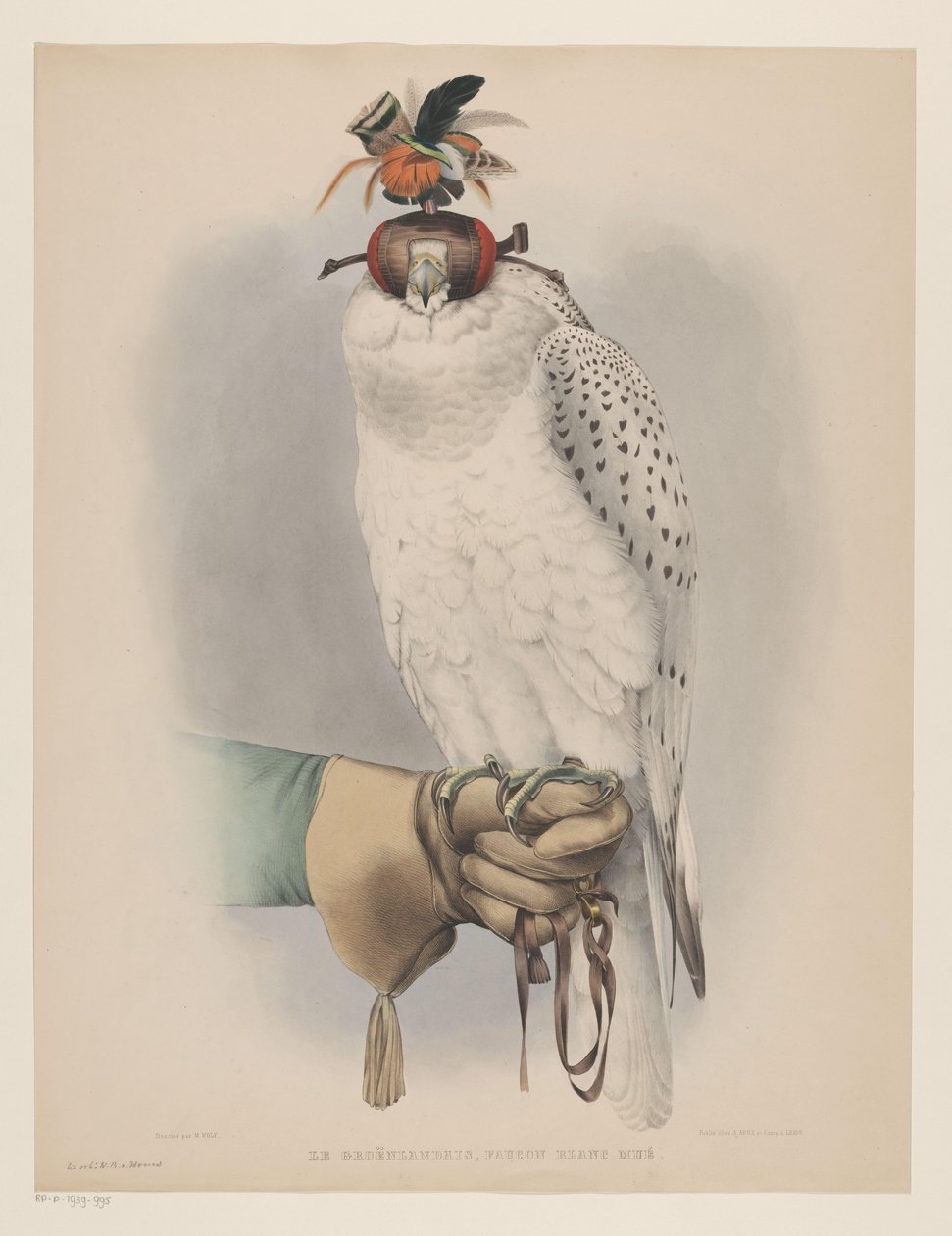 Hvit Grønlandsfalk Le groënlandais, faucon blanc mué (tittel på objekt) av Willem Bastiaan van Wouw (possibly)