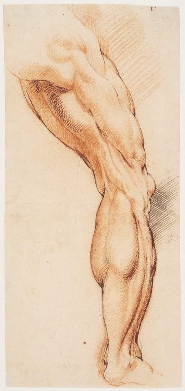 Anatomisk studie (écorché). En manns flådde høyre ben sett bakfra, vendt mot høyre av Willem Panneels
