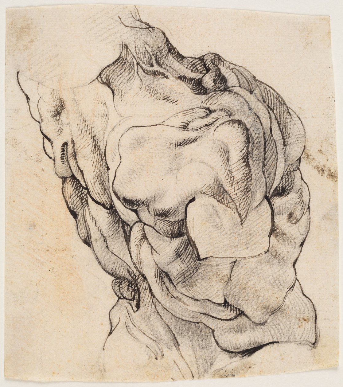 Anatomisk studie (écorché). Torso av en flådd mann sett fra baksiden vendt mot høyre av Willem Panneels