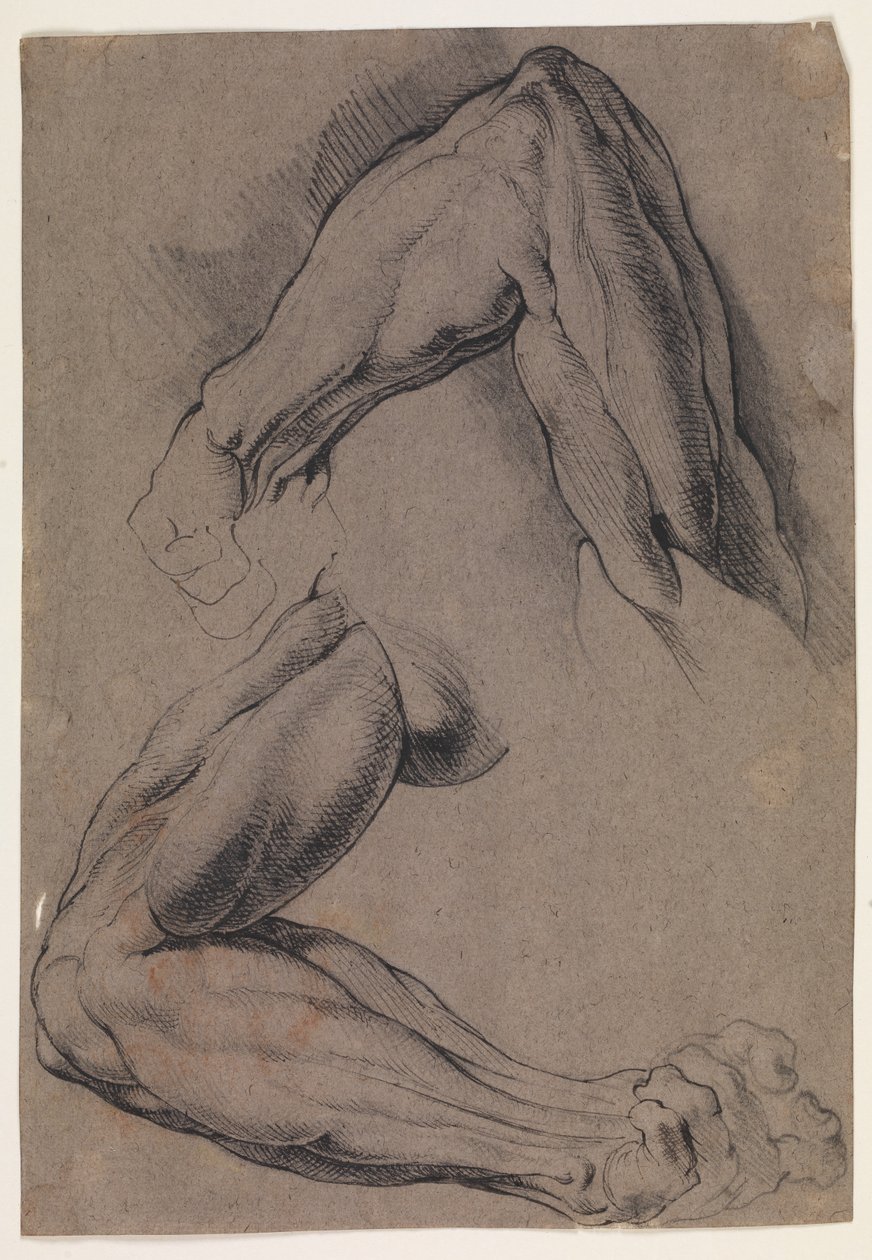 Anatomisk studie (écorché). To studier av en manns flådde venstre arm av Willem Panneels