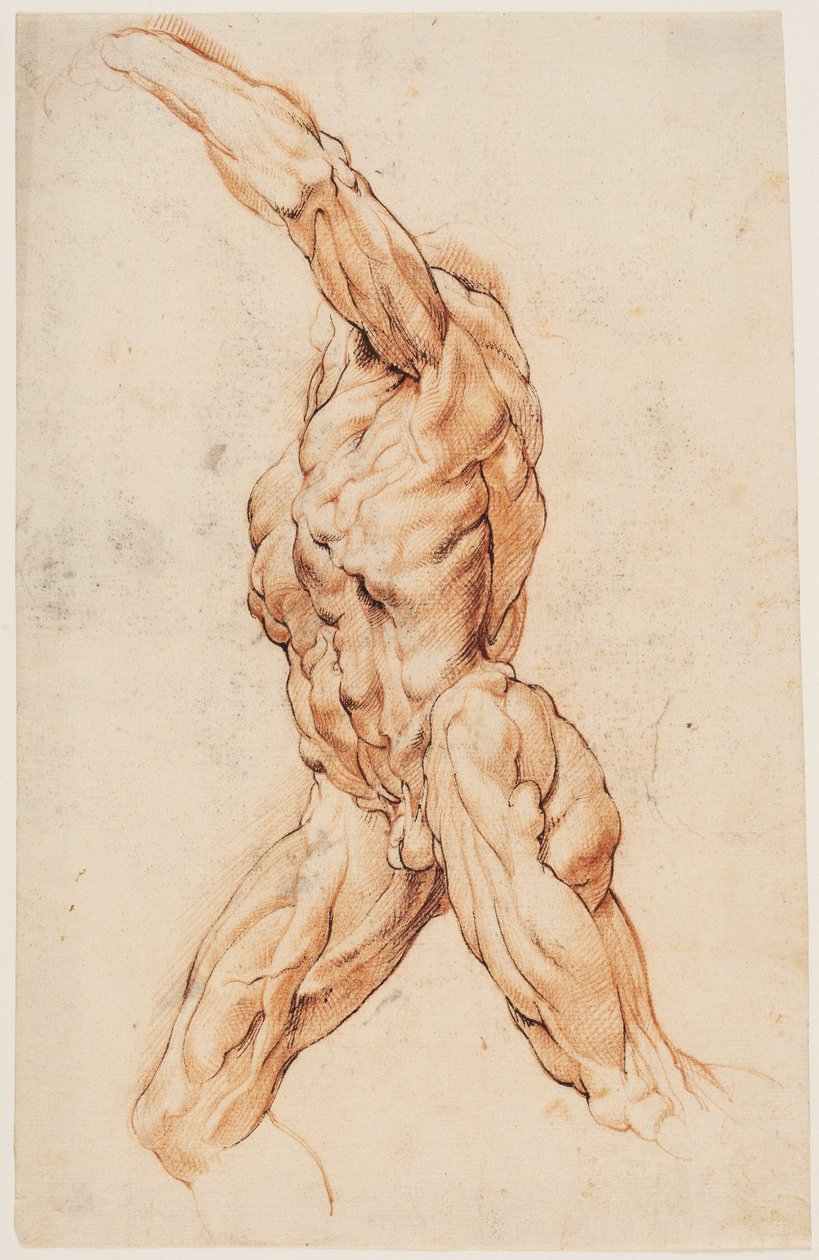 Anatomisk studie (écorchés). Vandrende flådd mann snudde til venstre av Willem Panneels