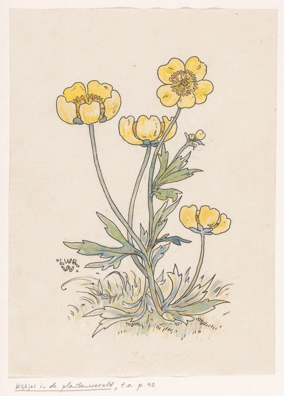 Smørblomster av Ludwig Willem Reymert Wenckebach