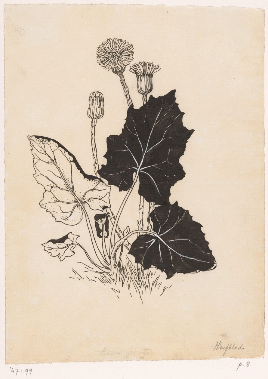 Butterbur av Willem Wenckebach