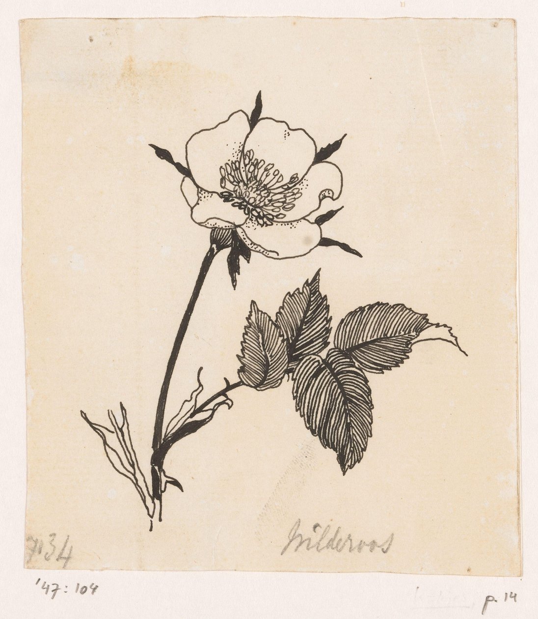 Villrose av Willem Wenckebach