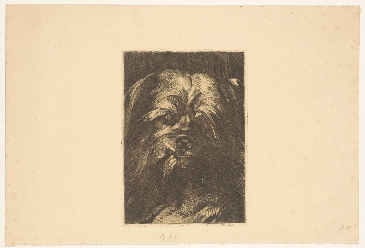 Hunden Phoebus av Willem Arnoldus Witsen