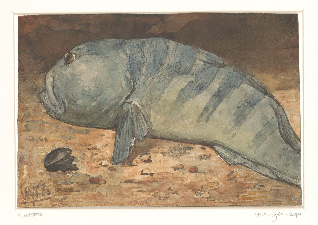 Sidevisning av en fisk av Willem Arnoldus Witsen