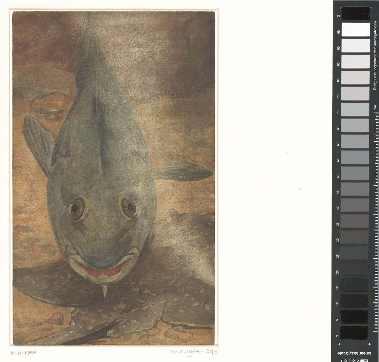 Fisk sett forfra av Willem Arnoldus Witsen