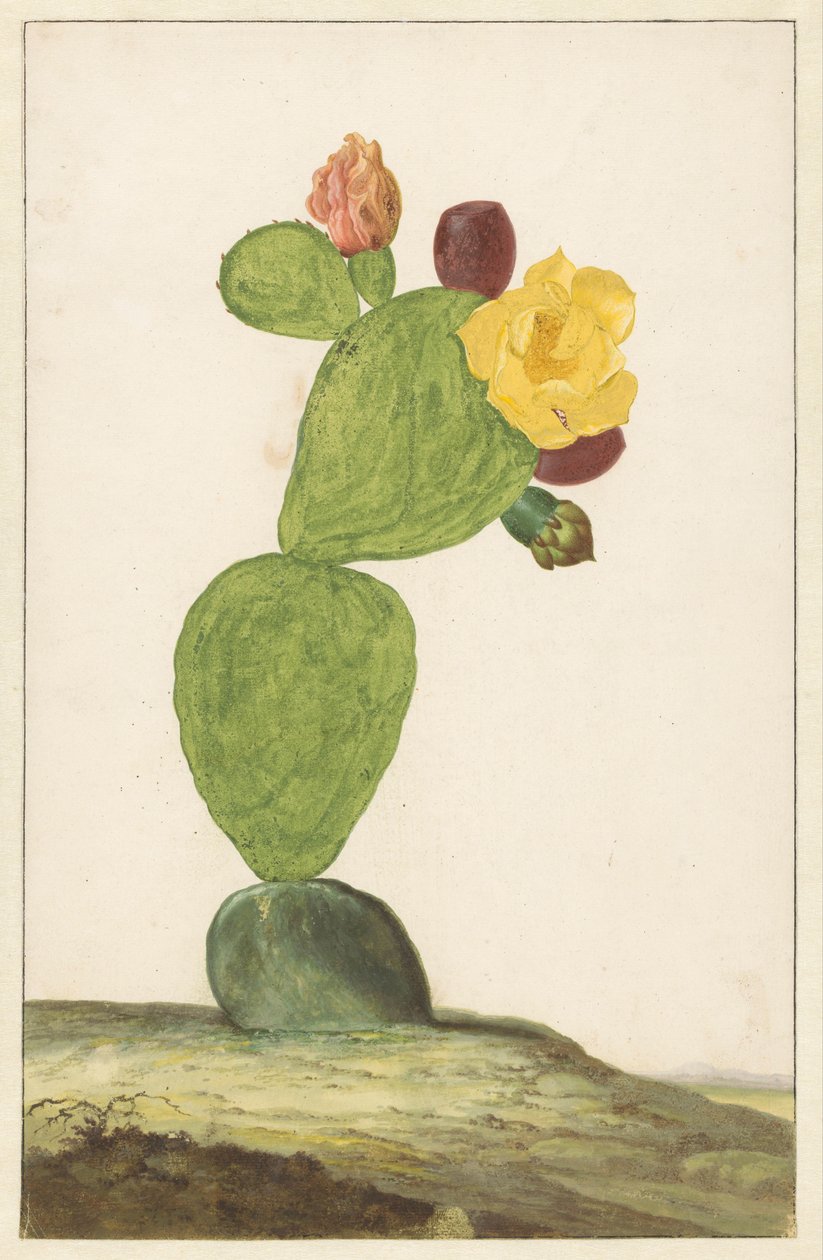 Prickly Pear i blomst av Willem de Heer