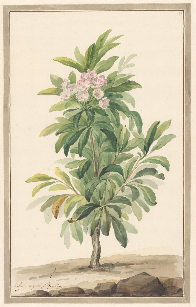 Smalbladige lepelboom i landskap (Kalmia Angustifolia) av Willem van Leen (attributed to)